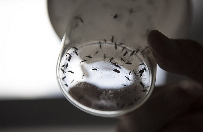Twelve people, including five pregnant women, test positive for Zika virus in Norway